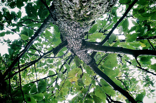 Solid, Hidden Valley, PA, August 2011